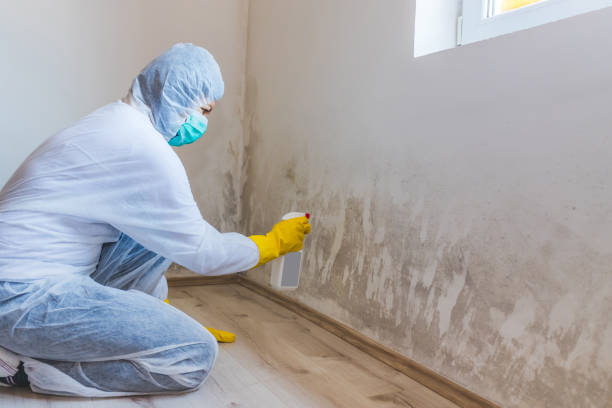 Licensed Commercial Mold Remediation service in Mattawan, MI - WQB Mold Removal