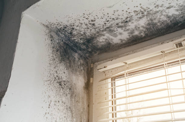 Affordable Commercial Mold Remediation solutions in Mattawan, MI